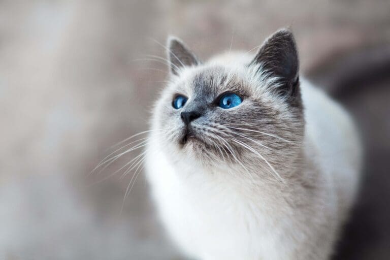 25-cat-eulogy-examples-eulogy-generator